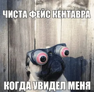 👺 ЧИСТА ФЕЙС КЕНТАВРА
КОГДА УВИДЕЛ МЕНЯ chien, carlin, lunettes, mème, drôle, humour telegram sticker