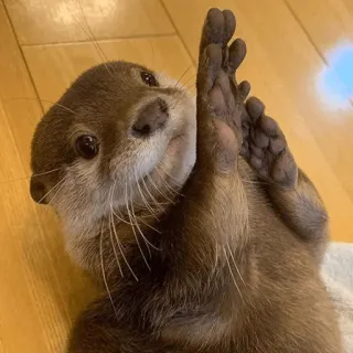 🤗 loutre, animal, mignon, mammifère, loutre de mer telegram sticker