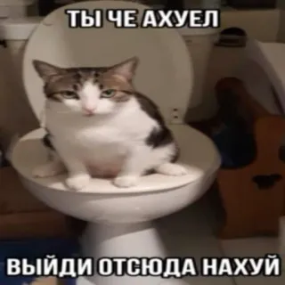 😈 ТЫ ЧЕ АХУЕЛ
ВЫЙДИ ОТСЮДА НАХУЙ แมว, ห้องน้ำ, ตลก, มีม, สัตว์ telegram sticker