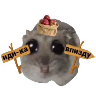 🍎 иди-ка в пизду 햄스터, 밈, 모욕, 웃긴, 동물, 러시아 whatsapp sticker