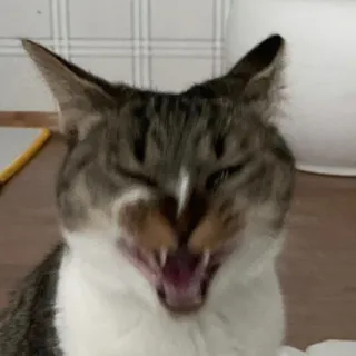 🤬 kat, gapen, dier, huisdier, katachtig telegram sticker