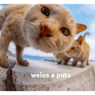 👃 weles a puta cat, kitten, offensive language, pet, animal telegram sticker