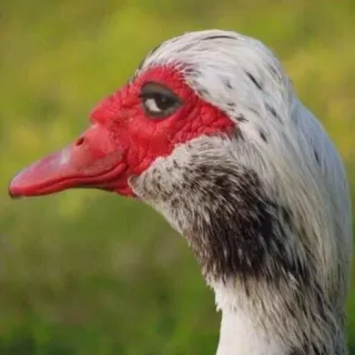 😏 duck, bird, animal, muscovy duck, poultry whatsapp sticker