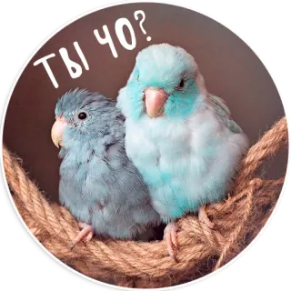 Папуг лов telegram stickers