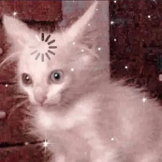 🐱 Katze, Kätzchen, süß, Tier, Haustier, glitzernd, lädt telegram sticker