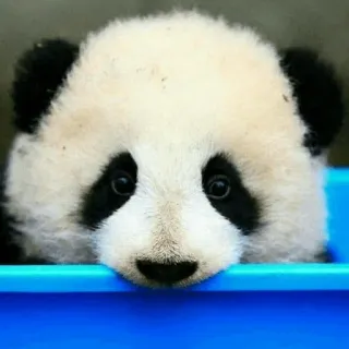 🐼 panda, animal, lindo, cachorro, oso, fauna, zoo telegram sticker