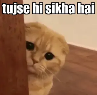 👀 tujse hi sikha hai gato, meme, hindi, gracioso, lindo, animal telegram sticker