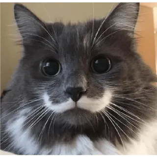 👨‍🦳 cat, mustache, gray cat, pet, animal, whiskers, cute telegram sticker