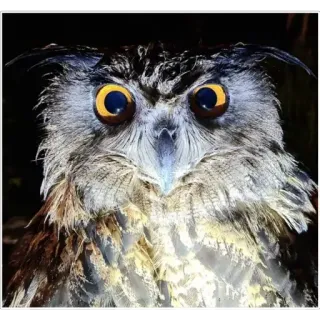 👹 owl, bird, eyes, stare, wildlife, nature, animal telegram sticker