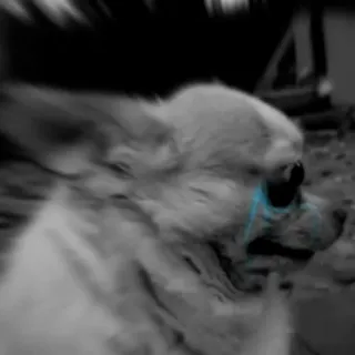 🥺 chihuahua, dog, animal, pet, sad, crying telegram sticker