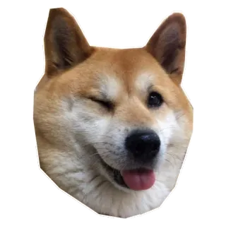 😉 Shiba Inu собака, сиба-ину, животное, питомец, подмигивание, язык telegram sticker