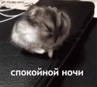 🌟 спокойной ночи Hamster, schlafend, Gute Nacht, süß, Tier, Haustier whatsapp sticker