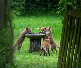 🦊 fox, nature, wildlife, animal, outdoors, cute, wild telegram sticker