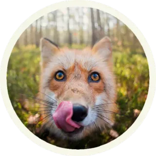 🦊 Лисы @lennysticker telegram stickers