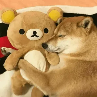 🐾 Hund, Plüschtier, schlafend, süß, Shiba Inu, Rilakkuma whatsapp sticker