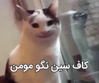 😑 کاف سین نگو مومن cat, meme, funny, animal telegram sticker