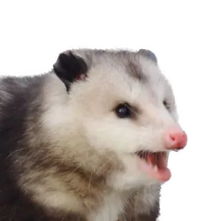😝 Opossum, Tier, Beuteltier whatsapp sticker