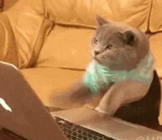 💻 แมว, พิมพ์, แล็ปท็อป, อินเทอร์เน็ต, ตลก, สัตว์ telegram sticker
