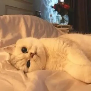 🪐 cat, white cat, bed, cute, domestic animal, animal telegram sticker