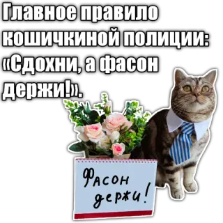 📃 Главное правило
КОШИЧКИНОЙ ПОЛИЦИИ:
«Сдохни, а фасон
держи!».
OH
ФАСОН
держи! cat, police, funny, russian, animal, tie telegram sticker