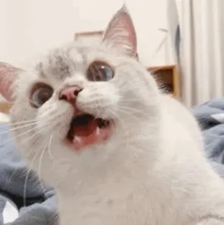 🌧 gatto, animale domestico, animale, carino, animale domestico, mammifero telegram sticker