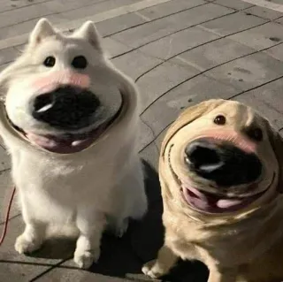 😊 chiens, drôle, animaux, animaux de compagnie, dessin animé, souriant, humour, animaux domestiques telegram sticker