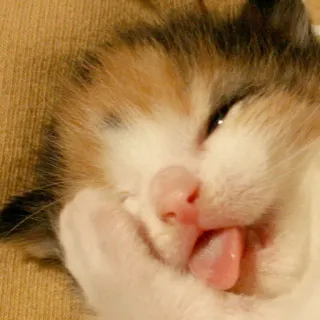 😜 Katze, Kätzchen, süß, Tier, Haustier, Zunge telegram sticker
