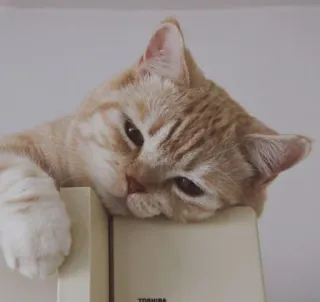 🤍 gatto, animale domestico, felino, animale, gatto domestico, gatto arancione, riposo telegram sticker