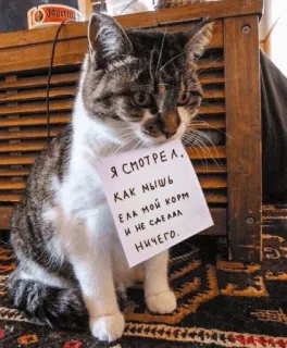 😿 Я смотрел, как мышь ела мой корм и не сделал ничего. gato, rato, russo, texto, animal, animal de estimação, comida, humor whatsapp sticker