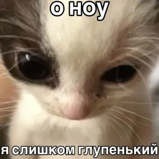 😞 о ноу
Я СЛИШКОМ ГЛУПЕНЬКИЙ mèo, mèo con, dễ thương, hài hước, meme, động vật telegram sticker