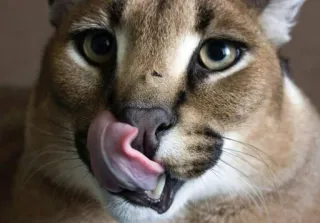 🐱 Katze, Floppa, lecken, Tier, süß telegram sticker