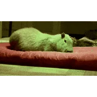 🦫 capybara, rongeur, animal, mignon, animal de compagnie whatsapp sticker
