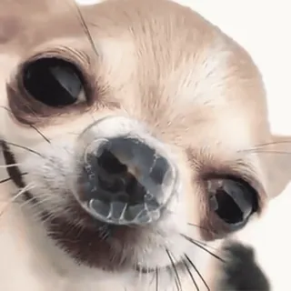 😪 chien, chihuahua, mignon, animal, animal de compagnie, drôle whatsapp sticker