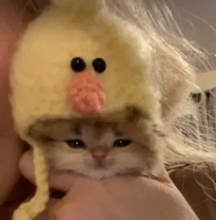 🐥 子猫, 猫, 動物, 可愛い, 帽子, ペット, 家畜 telegram sticker