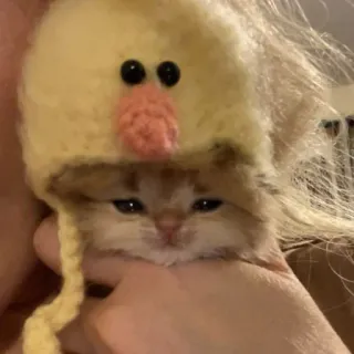 😭 chaton, chat, chapeau, animal, mignon, animal de compagnie telegram sticker