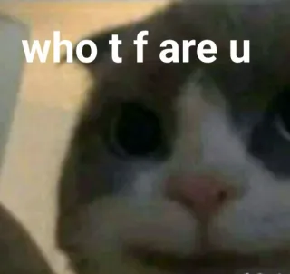 🐱 who t f are u Katze, Meme, Lustig, Offensiv whatsapp sticker