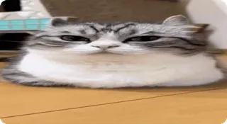 🤨 cat, animal, cute, domestic, kitten, pet whatsapp sticker