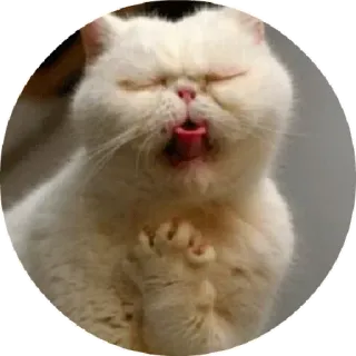 😆 chat, drôle, animal, mignon, mème telegram sticker