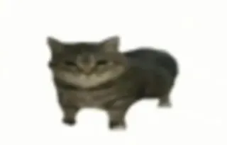 😍 gatto, animale, animale domestico, mammifero telegram sticker