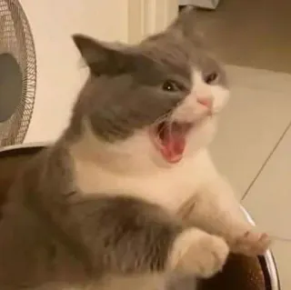 😧 gato, bocejo, animal de estimação, animal, fofo telegram sticker