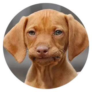 ☹️ Hund, Haustier, Tier, süß, Welpe, Vizsla telegram sticker