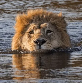 😶 лев, животное, дикая природа, вода, плавание telegram sticker
