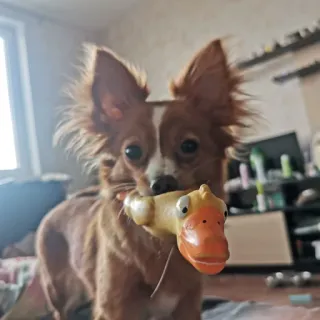 🐥 собака, домашнее животное, животное, чихуахуа, игрушка, утка telegram sticker