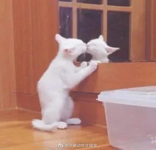 💋 кот, белый, зеркало, отражение, животное telegram sticker