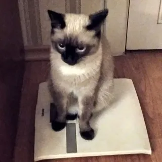 😞 Katze, Siamesische Katze, Gewicht, Waage, Tier, Haustier telegram sticker