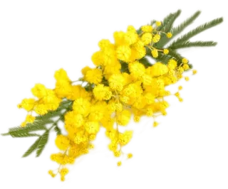 🌼 Mimose, Blumen, Gelb, Frühling, Natur, Blumenmuster whatsapp sticker