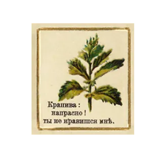 😤 Крапива : напрасно ! ты не нравишься мнѣ. ortie, plante, vintage, russe, texte telegram sticker