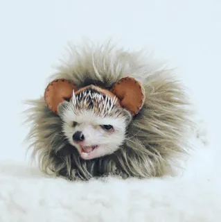 Cute Hedgehog telegram stickers