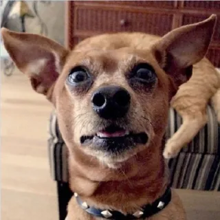 😬 cane, animale domestico, animale, chihuahua, carino, divertente, ritratto telegram sticker