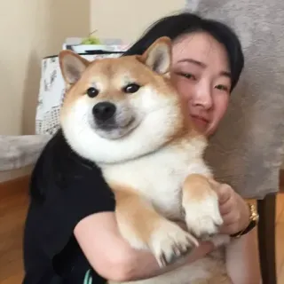 🏷 chó, shiba inu, phụ nữ, thú cưng, động vật, tình bạn, dễ thương, vật nuôi telegram sticker